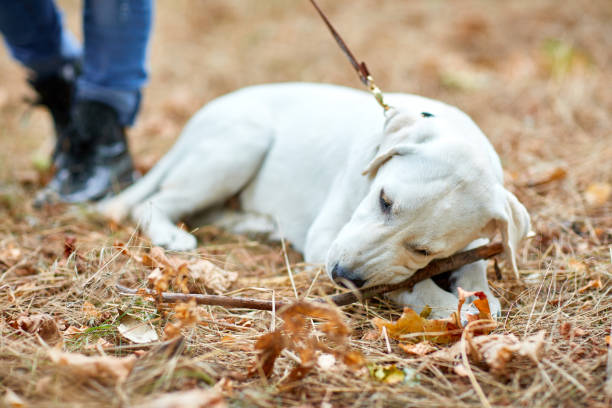 istock Happy dog labrador retriver lying on the forest sand. Pet concept. 864425292
