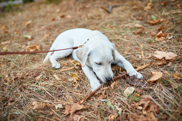 istock Happy dog labrador retriver lying on the forest sand. Pet concept. 864425340