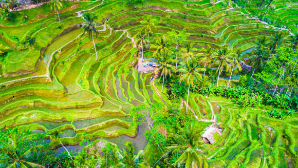 istock Rice terraces. Bali, Indonesia. 864425490