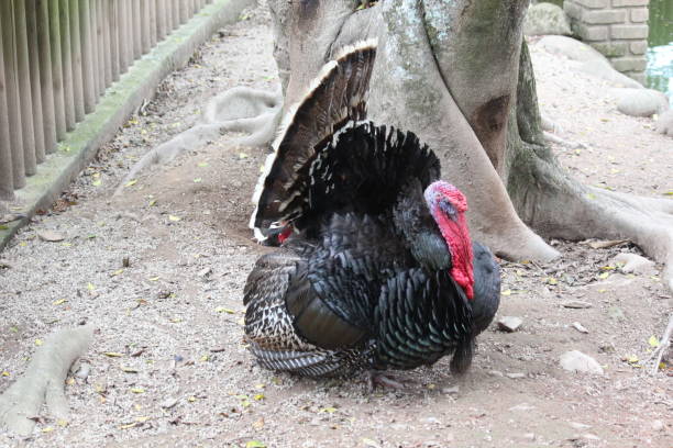 istock turkey on the farm 864425500