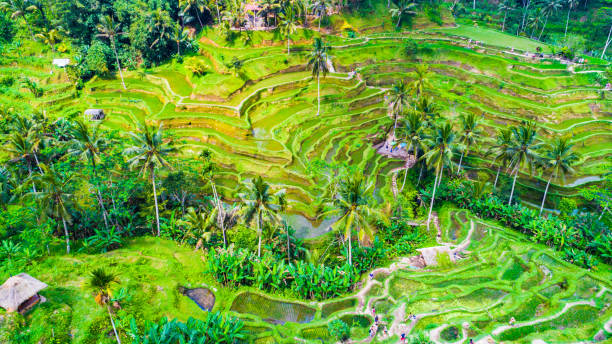 istock Rice terraces. Bali, Indonesia. 864426360
