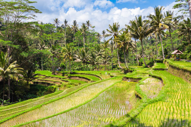 istock Rice terraces. Bali, Indonesia. 864426640