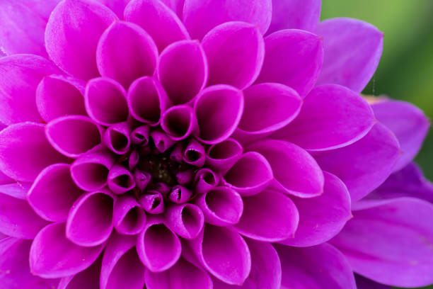 shot using sigma 180mm f2.8 macro