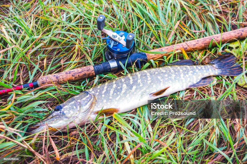 Pike Rod And Baitcasting Reel Stock Photo - Download Image Now