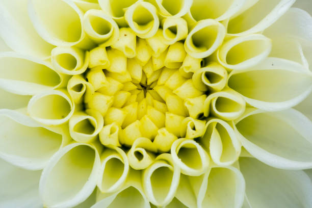 istock stunning macro closeup of a flower 864428694