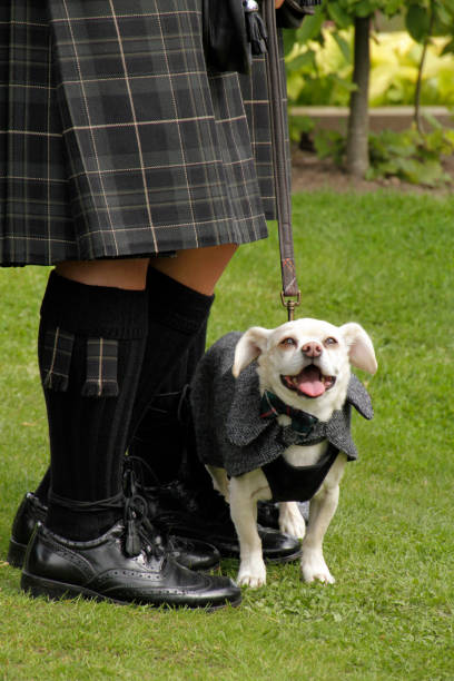 istock Cheerful dog at Scottish wedding 864428818