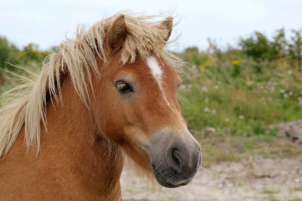 istock Irish pony with beautiful mane 864429038