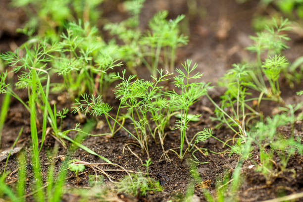istock young shoots of dill 864429118
