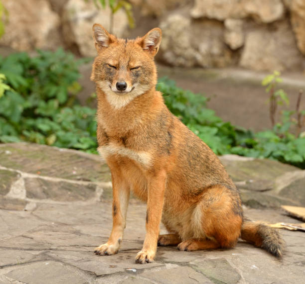 istock Beautiful Golden jackal (Canis aureus) 864429232