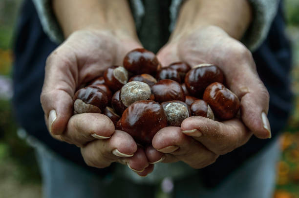 istock Hands full of chestnuts 864430374