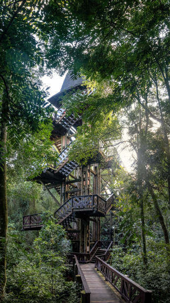 philosophers tower at bosque alemao (german forest park) - curitiba, parana, brazil - green woods forest southern brazil imagens e fotografias de stock