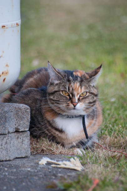 istock fat cat sitting on the ground 864431010