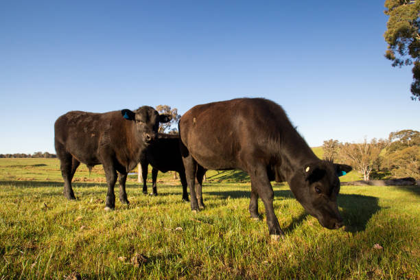 istock A single curious cow leaves the pack to investigate 864431242