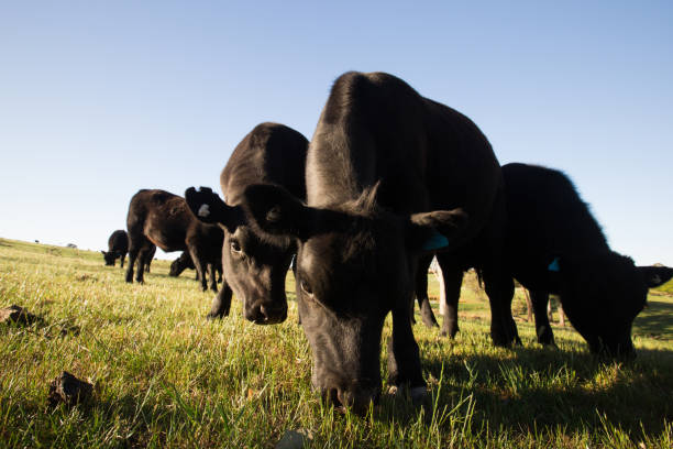 istock A herd of cows comes close in a tight bunch 864431568