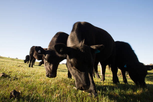 istock A herd of cows comes close in a tight bunch 864431570