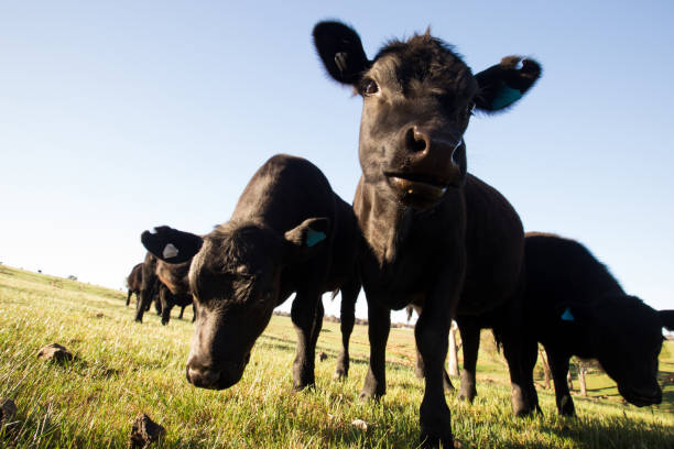 istock A herd of cows comes close in a tight bunch 864431580