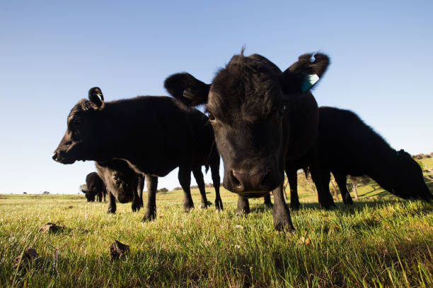 istock A herd of cows comes close in a tight bunch 864431594
