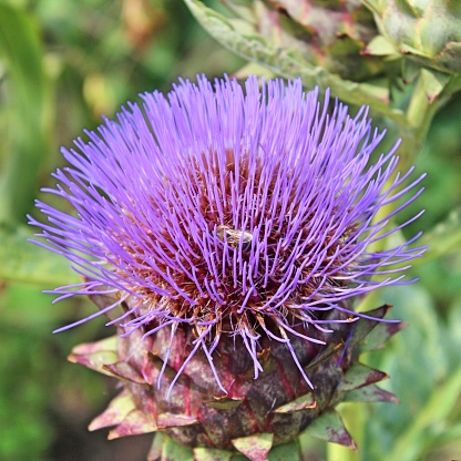 Decorative artichoke thistle called Cardoon with its characteristic purple haired flower head