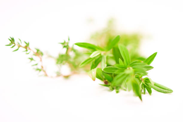 istock Rosemary, Thyme, fresh herbs isolated on white with blurred background 864432026