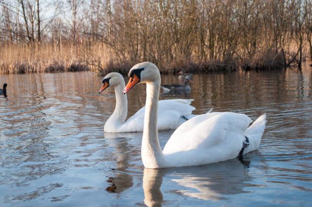 istock to swans in a lake 864432086