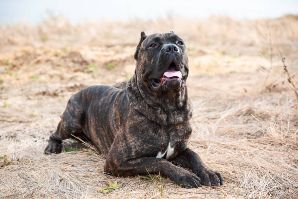 istock A big cute pitbull dog walking outdoors. Animal concept. 864432288