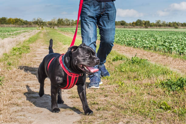 man with jeans and trainers walking a staffordshire bull terrier dog on a leash, a red lead with a red harness. they are in a field in the countryside with a track through crops.