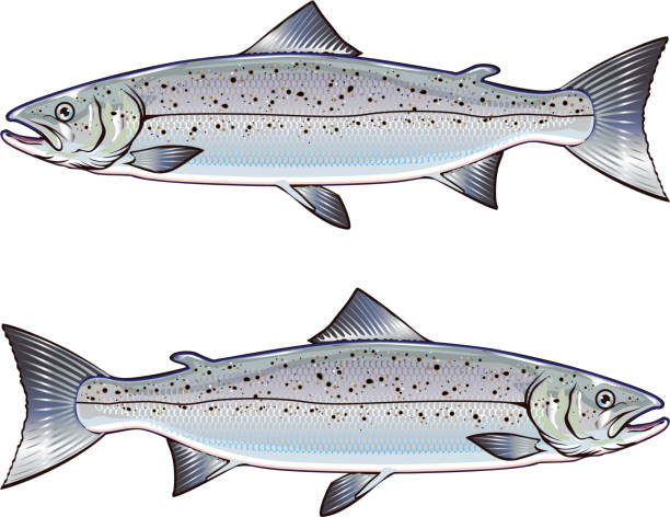 Atlantic Salmon vector art illustration Atlantic Salmon vector art illustration roe river stock illustrations