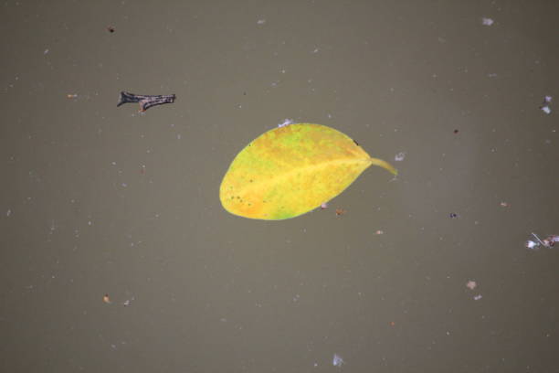 In southern Brazil