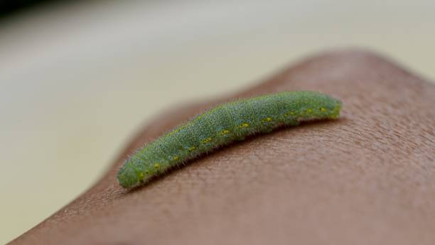 Caterpillar Crawling on Human Skin