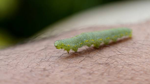istock Caterpillar Crawling on Human Skin 864434918