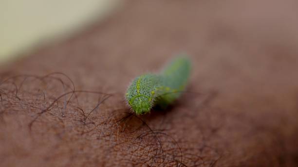 istock Caterpillar Crawling on Human Skin 864434928
