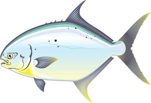 Pompano Florida fish vector illustration - ilustração de arte vetorial