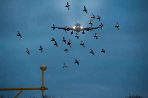 Flock of birds and airplane landing