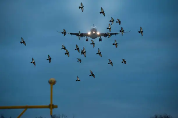 Photo of Flock of birds and airplane landing