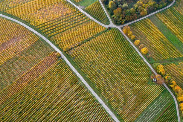 istock Autumnal vineyards - aerial view 864438300