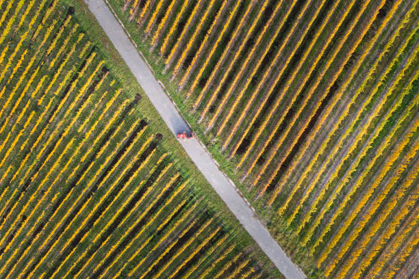 istock Autumnal vineyards - aerial view 864438526