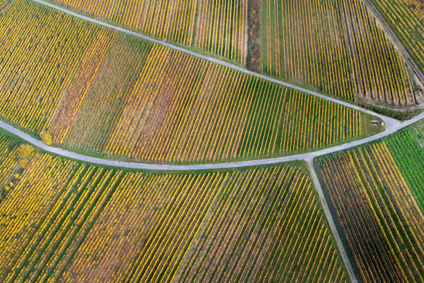 istock Autumnal vineyards - aerial view 864438588