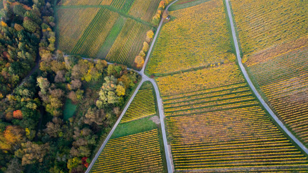 istock Autumnal vineyards - aerial view 864438642
