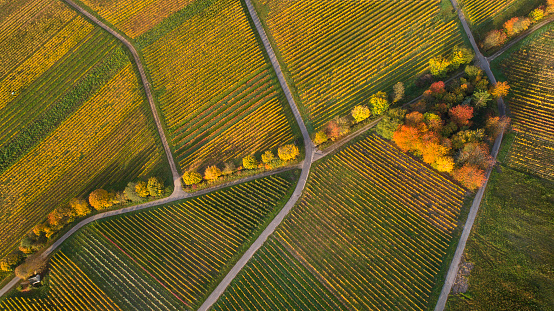 Autumnal vineyards, Rheingau area - aerial view