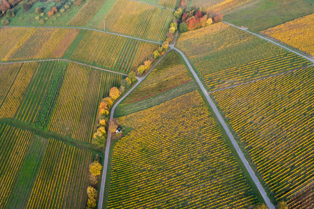 istock Autumnal vineyards - aerial view 864438792