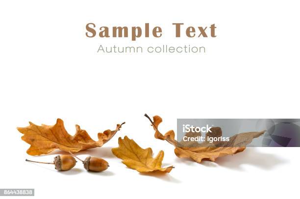 Oak Leaves And Acorns Isolated On White Background Stock Photo - Download Image Now - Autumn, Leaf, Falling