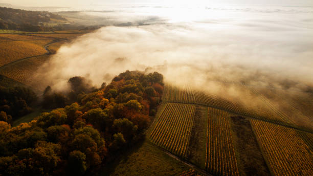 wijngaarden en mist in de ochtend - rheingau stockfoto's en -beelden