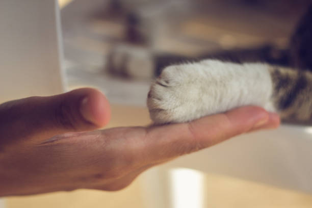 istock human hand holding cat paw 864439648