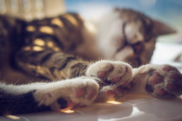 cat paws Domestic Cat, Paw, Animal Leg, Pets, Animal brown leg stock pictures, royalty-free photos & images