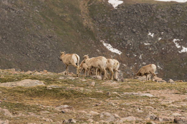 istock Bighorn Sheep Ewes 864439810