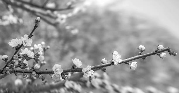 istock Selective colour view of tender spring twig of apple tree in blossom 864440926