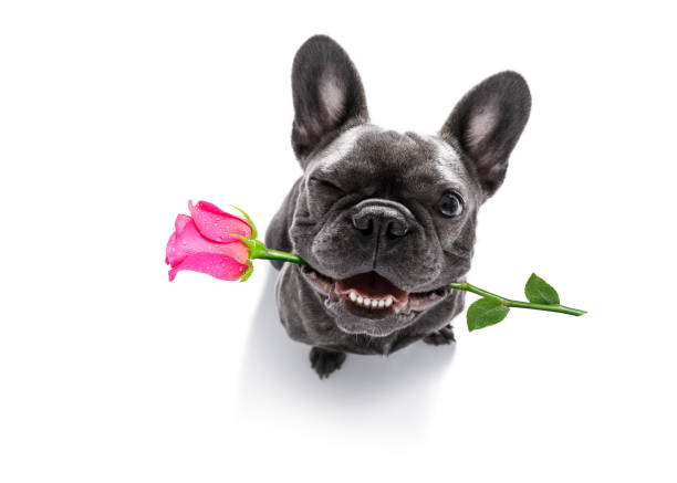 dog looks up with rose for valentines funny french bulldog dog,in love,looking up  to owner with pink rose in mouth  for valentines day ,  isolated on white background, one eye closed fish eye lens photos stock pictures, royalty-free photos & images