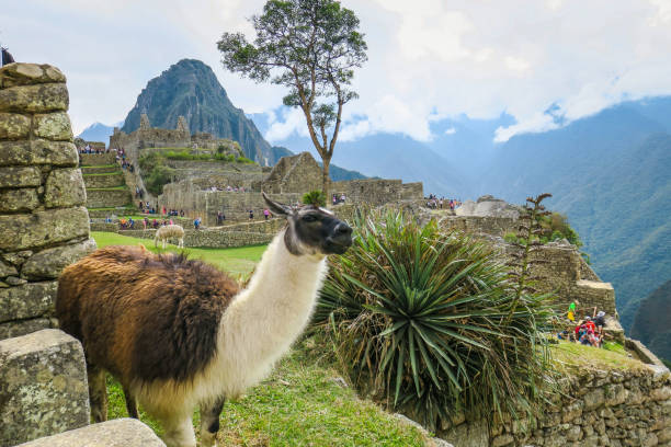 istock Visiting Machu Picchu in Peru 864442190
