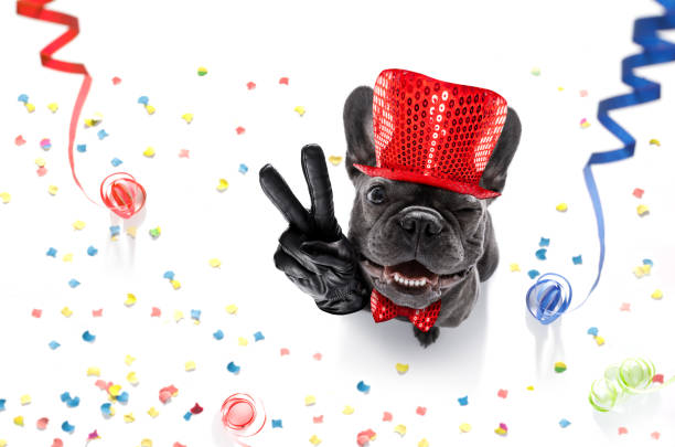 istock happy new year dog celberation 864442448