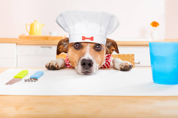 istock chef cook dog in kitchen 864442554